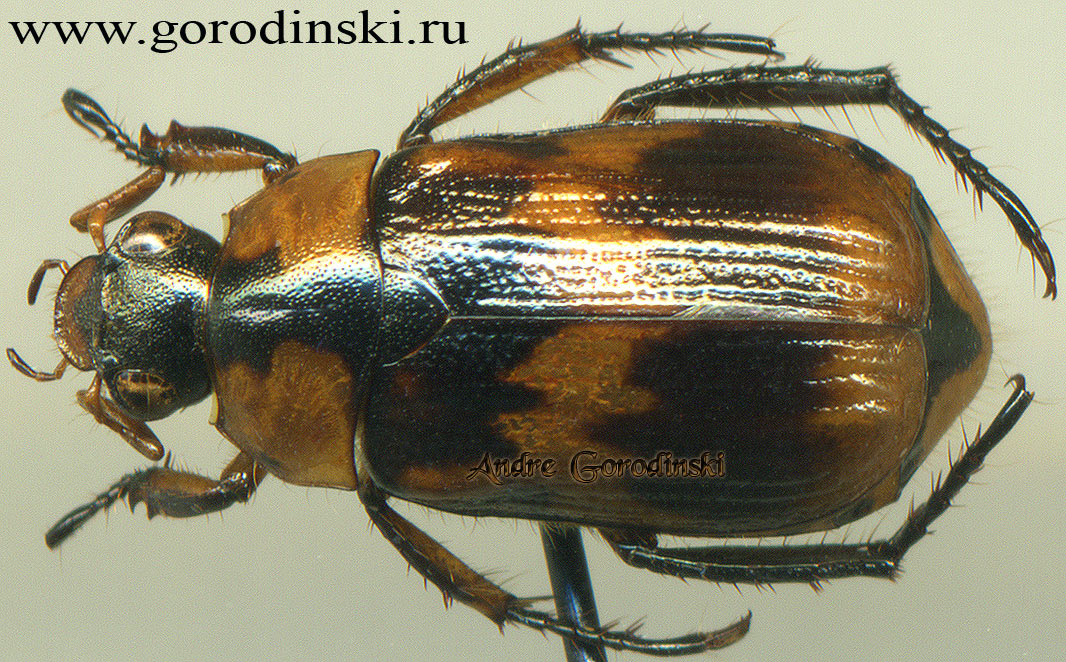 http://www.gorodinski.ru/scarabs/Anomala flavopicta.jpg